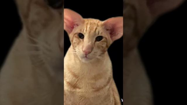 На мой вкус это самая красивая порода кошек! Называется Ориентальная.💜💛🧡♥️ смотреть онлайн