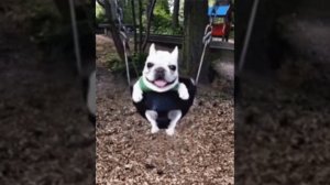 ПЯТЬДЕСЯТ ДВЕ МИНУТЫ и ОДНУ СЕКУНДУ собака КАЧАЕТСЯ НА КАЧЕЛЯХ под МУЗЫКУ