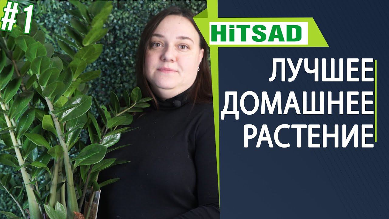 Как ухаживать за замиокулькасом  Замиокулькас  уход в домашних условиях