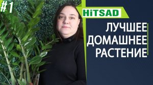 Как ухаживать за замиокулькасом Замиокулькас уход в домашних условиях