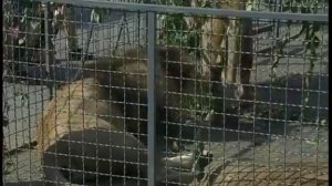 Уникальный дрессировщик Владислав Гончаров