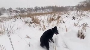 ВЕО черного окраса