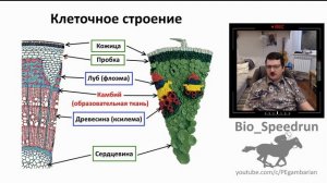 5. Побег (Speedrun ботаника 6 класс, ЕГЭ, ОГЭ 2021)