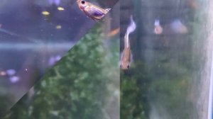 Гуппи голубая трава / Blue grass Guppy