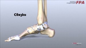 Анатомия стопы