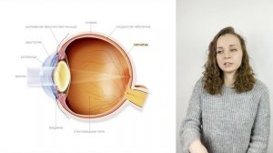 строение глаза | ЕГЭ биология 2023