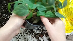 комнатные цветы.Пересадка.