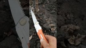 груша Памяти Яковлева очень зимостойкая и скороплодная, вкусная и урожайная !
