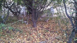 Самообеспечение 8. Секрет эффективного хозяйства / Self-sufficiency. Effective farm