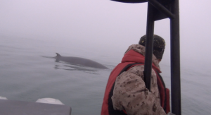 Прогулки с китами в Баренцевом море