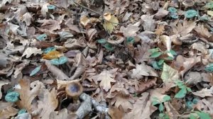 Гигрофор ПЕрсона (ударение на Е). Съедобный гриб.