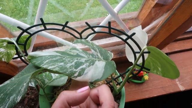 Комнатные растения на даче в июне /Спасаю Каллизию, Спатифиллум, и Эписцию смотреть онлайн