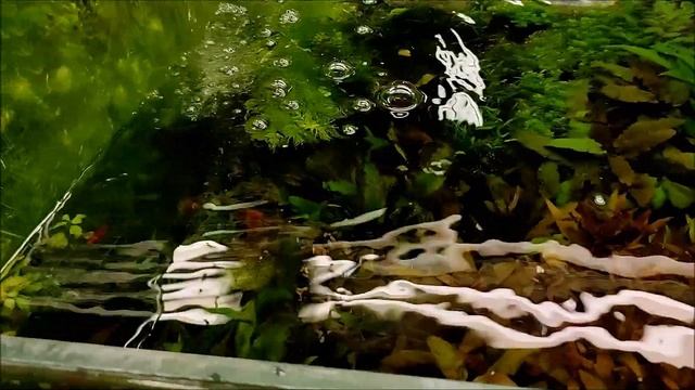 Заключительный обзор каскада 550 литров. Коротенько. смотреть онлайн