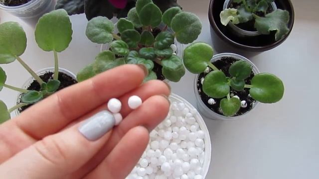 Пенопластовые шарики для фиалок как разрыхлитель грунта.