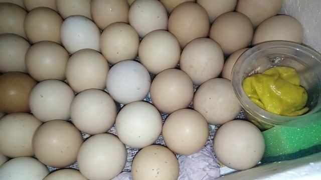 ИНКУБАЦИЯ / Как закладывать инкубационное яйцо в инкубатор ТЕПЛУША, чтобы увеличить количество смотреть онлайн