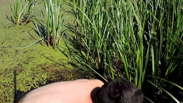 ЛОВЛЯ ЛИНЯ РУКАМИ ГОТОВИМ ЛИНЯ НА ПРИРОДЕ смотреть онлайн