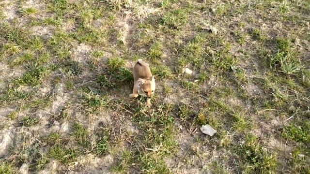 Прогулка с СОБАЧКОЙ. Смесь Шпица и Чихуахуа. Леша и Аня играют со щенком смотреть онлайн