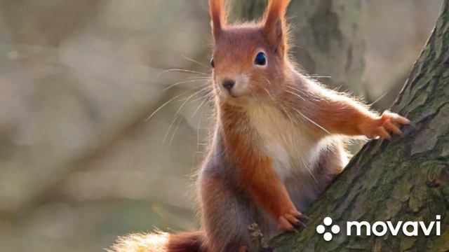 Стихи про осень в школу?Александр Трифонович Твардовский?????? ЛЕС ОСЕНЬЮ⛅ смотреть онлайн