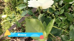 White Rose | Symbolizes: Purity, Innocence, Sympathy, New Beginning