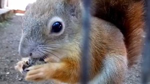 Животные мило кушают / #funnyanimals