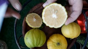 Лимон меллароза (C. Limon Mellarosa)