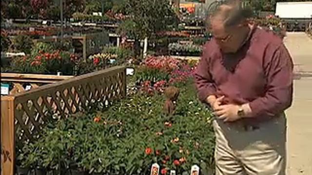 Check height for bedding plants смотреть онлайн