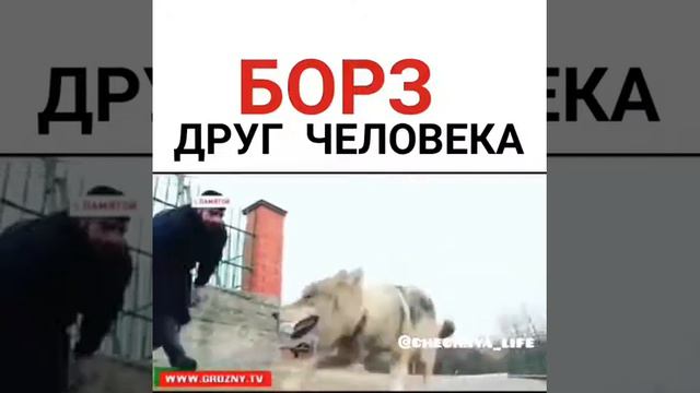 волк друг человека смотреть онлайн