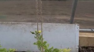 Выращиваем арбузы в теплице Западной Сибири