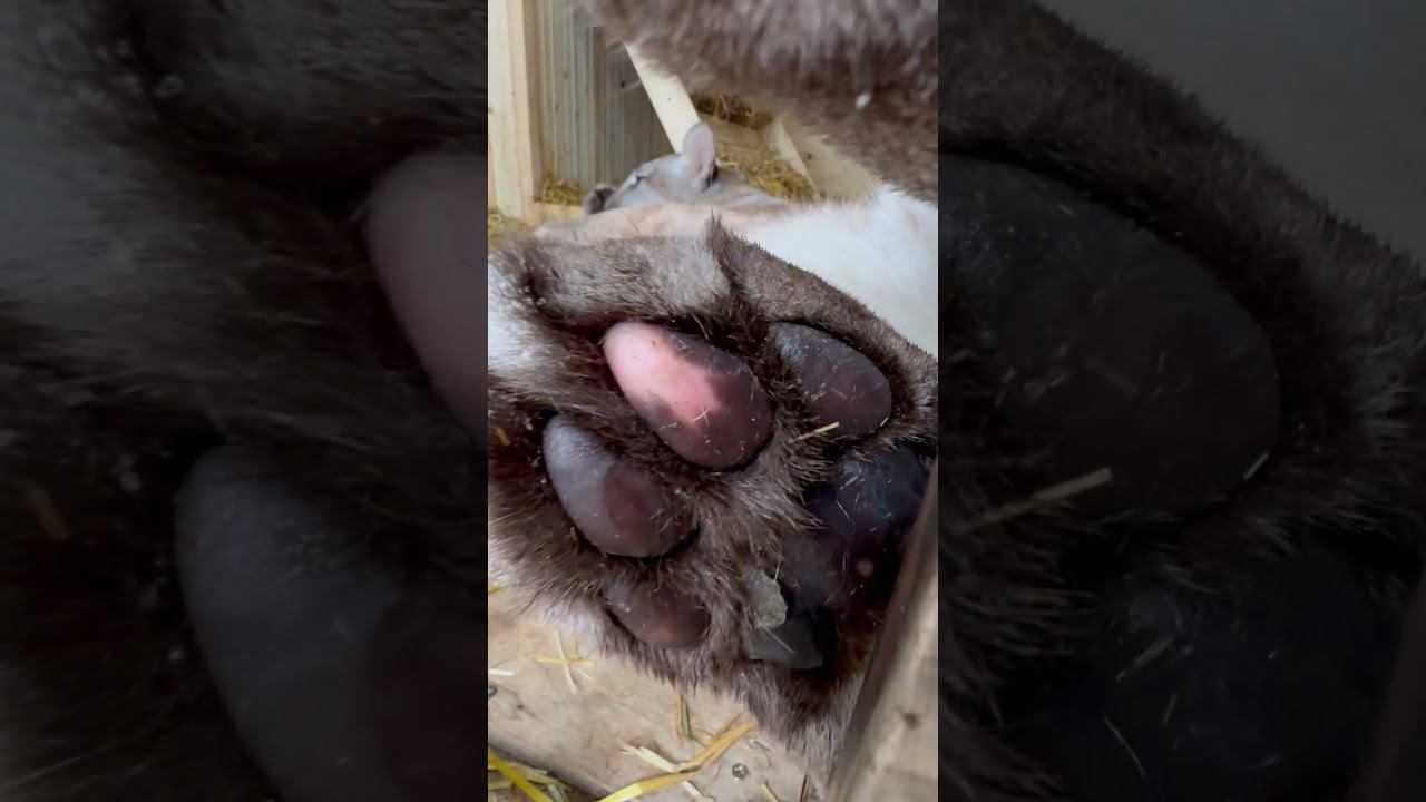 The baby)) #cat #puma #animals #bigcat #braige