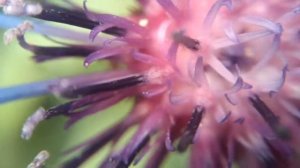 СИНИЙ ВАСИЛЁК: видео макро цветок