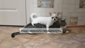 Дружба между кошкой и собакой. Как дружат собака и кошка. Лучшие подружки.