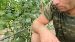 Один из самых крупных сортов летней ежевики. Ежевика Киова.Kiowa???