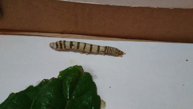 bombyx mori смотреть онлайн