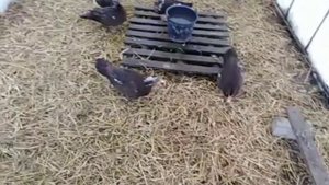 Мускусные утки ???яйценоскость кур