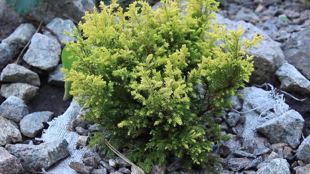 Ель белобок . Кипарисовик Минима Ауреа 2 часть смотреть онлайн