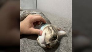 САМЫЙ ЛАСКОВЫЙ КОТИК В МИРЕ!