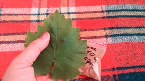 БОЛЕЗНИ ВИНОГРАДА!!! БОРЬБА С БОЛЕЗНЯМИ, ОПРЫСКИВАНИЕ / GRAPE DISEASE !!! Disease Control, спраинг