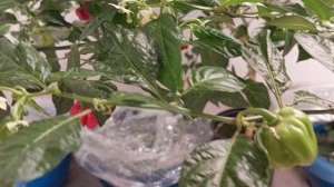 Фитолампа с полным спектром отлично показала себя. Перец ХАБАНЕРО растёт