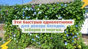 Эти быстрые однолетники для декора беседок, заборов и пергол.?