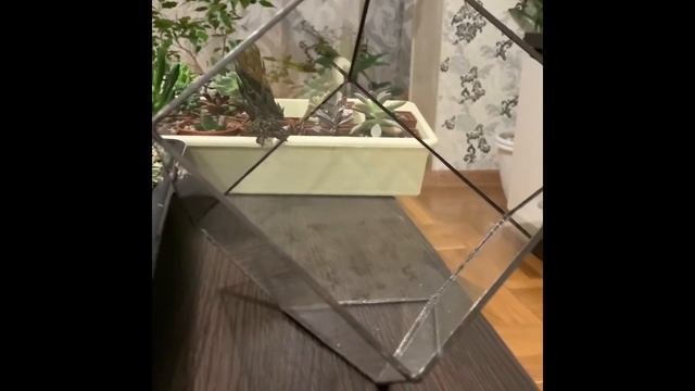 Первое знакомство ? Пересаживаем Haworthia Limifolia в  самодельный бетонный горшок.
