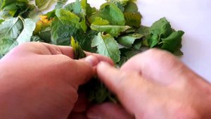 Листья ежевики | Ежевика | Ферментация