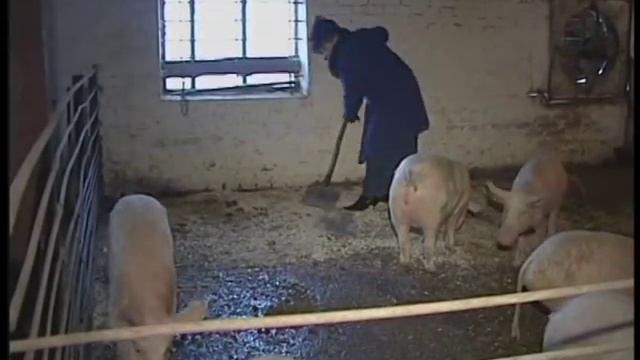 Назифа Кадырова со свиньями смотреть онлайн