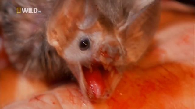 Самые Странные в Мире: Чудаки в Небе (Nat Geo Wild на русском языке) HD смотреть онлайн