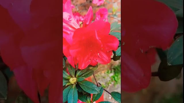 Red Azalea #socute #viral #trending #youtubeshort