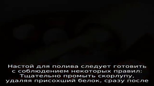 Яичная скорлупа как удобрение для рассады помидор