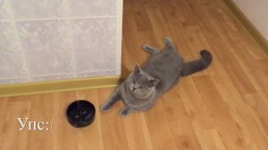 Британский кот ЛЮБИТ ИГРАТЬ ВОДОЙ ? British Cat