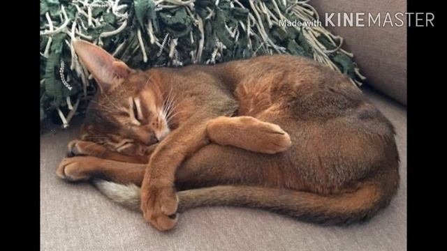 Берегите глаза  тут милота смотреть онлайн