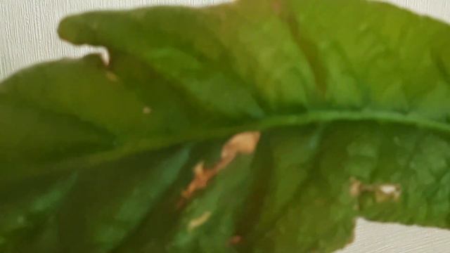 Клещ на стрептокарпусах смотреть онлайн