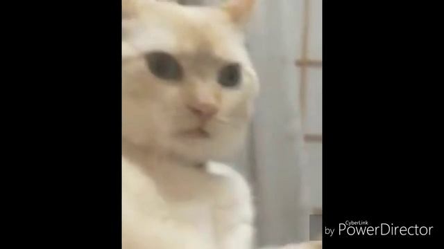 Когда понял что наступил в какашку смотреть онлайн