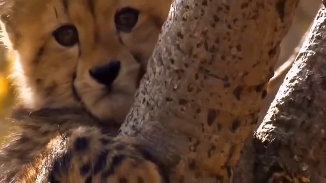 Самое быстрое сухопутное животное в мире - ГЕПАРД В ДЕЛЕ! Бегун, спринтер и самонаводящаяся ракета! смотреть онлайн